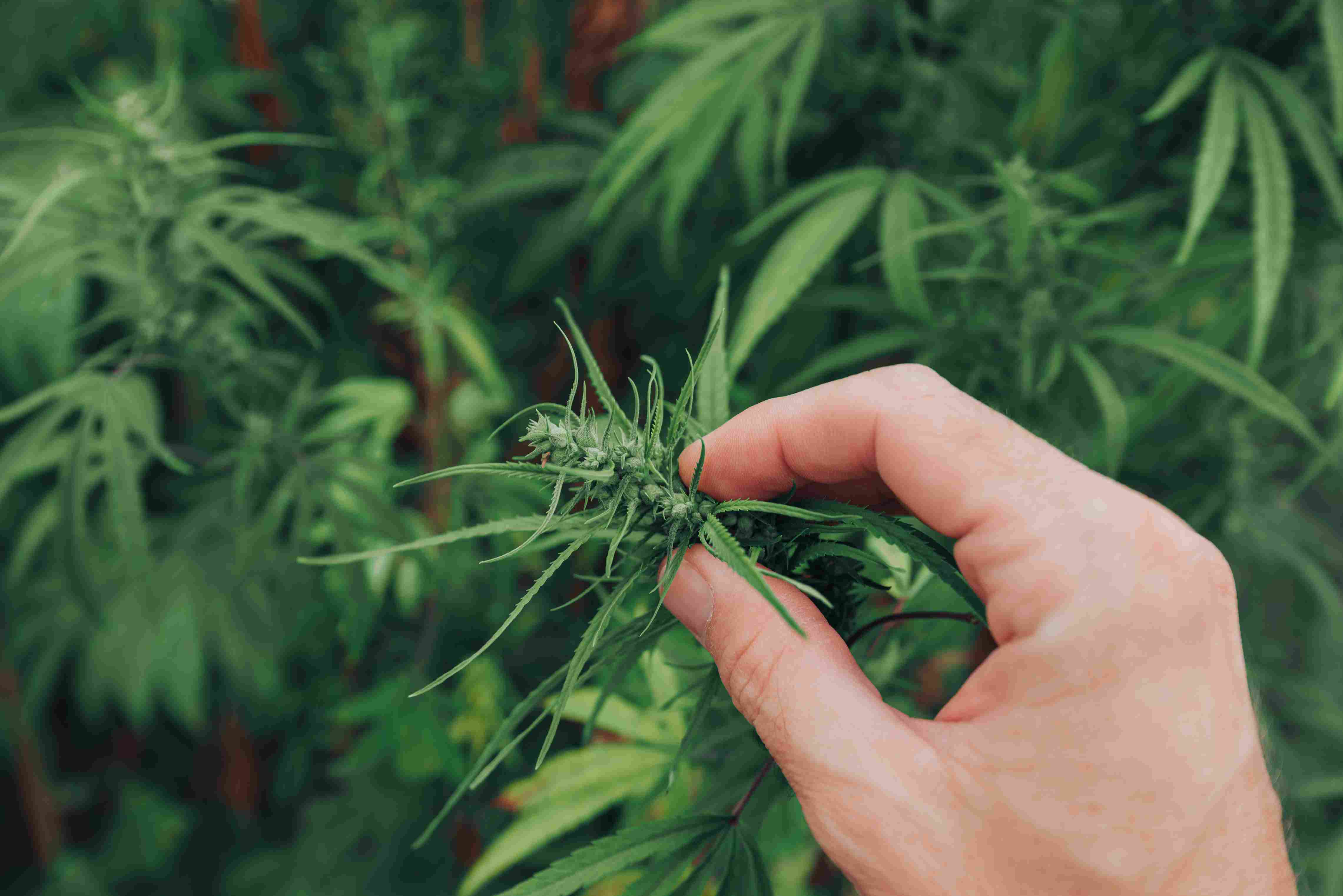 Man holding hemp plant